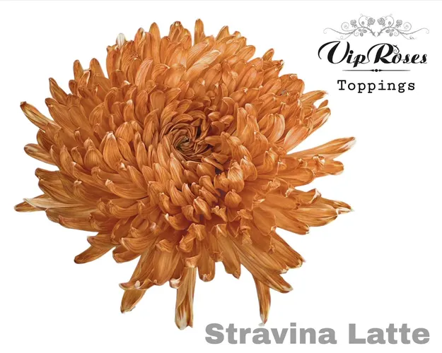 Chr G Stravina Latte 65 cm