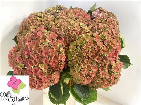 Hortenzia Kiss Classic 50 cm