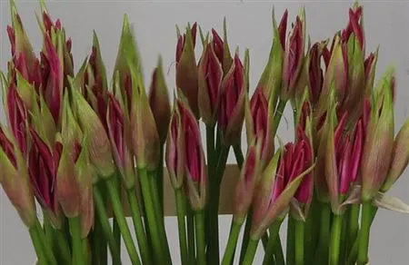 Nerine Bo Favoriet 60 cm