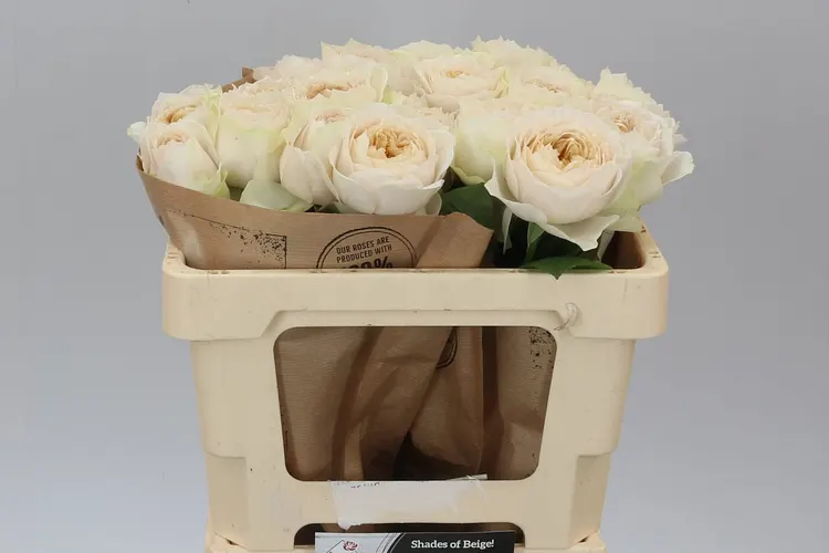 Rosa Gar Shade Of Beige! 50 cm