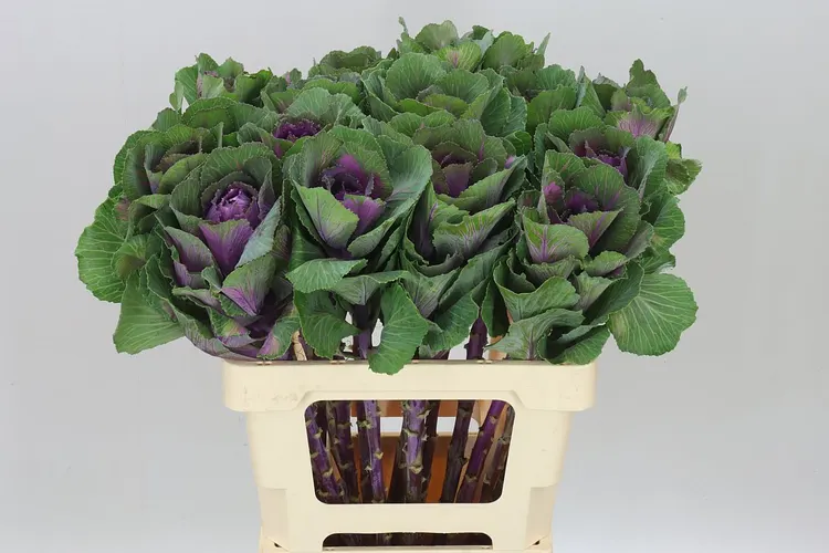 Brassica Red Crane 60 cm
