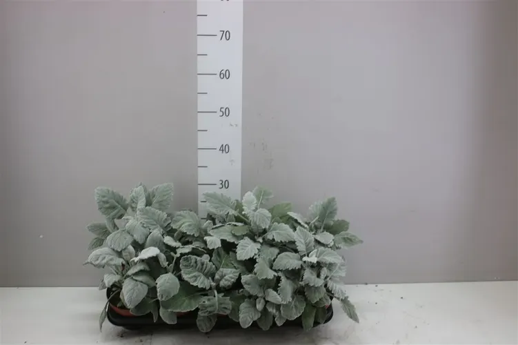 Senecio Cineraria črepník 12 cm