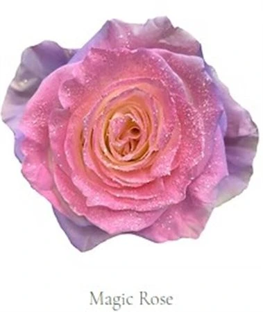 Ruža farbená Magic Rose, Ekvádor 50 cm