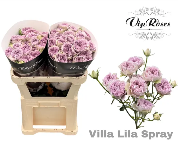 R Tr Villa Lila 70 cm