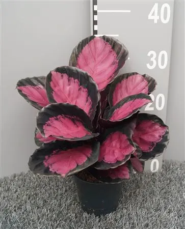 Calathea Roseopicta 'mysty Red' črepník 12 cm