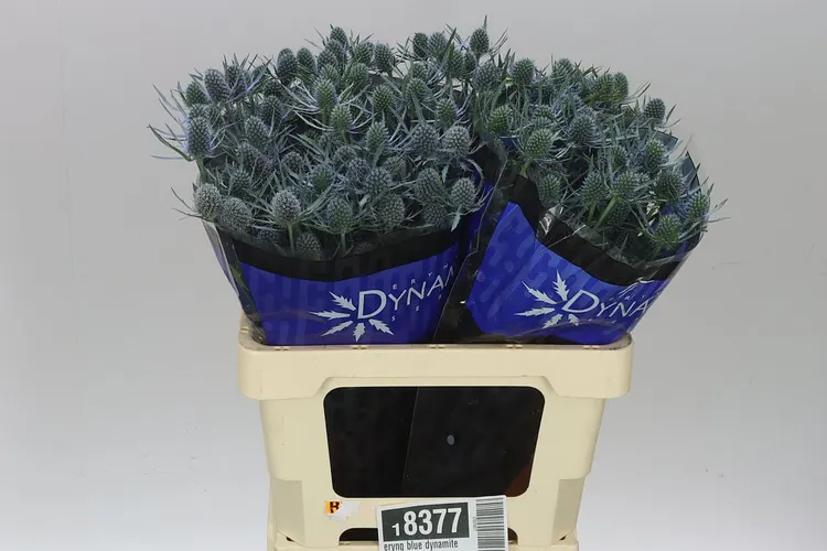 Eryngium Blue Dynamite 60 cm