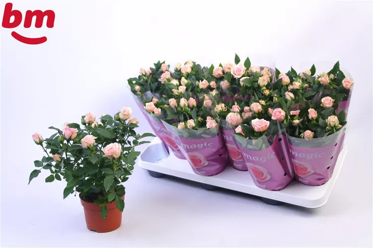 Rosa Jewel Baby črepník 10,5 cm