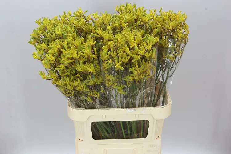 Anigozanthos Yindi 80 cm