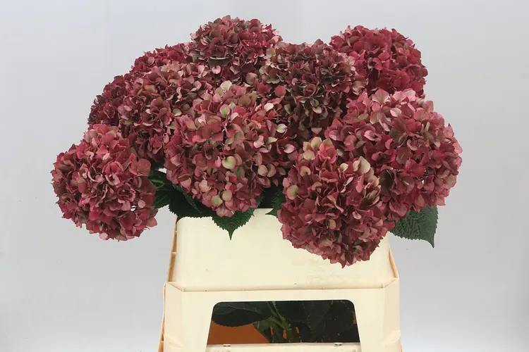 Hyd Ruby Pink Classic 80 cm