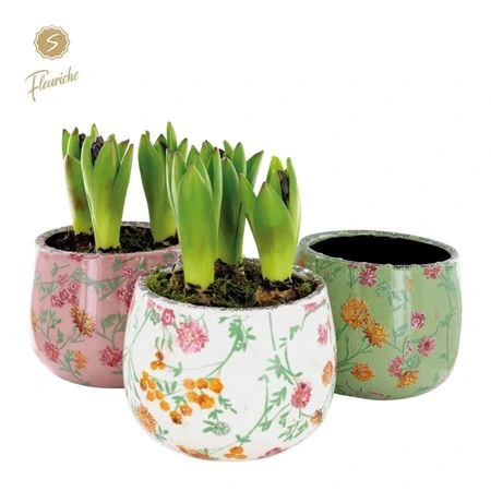 Hyacinth mix 3601 Early Springtime 3pp črepník 15 cm