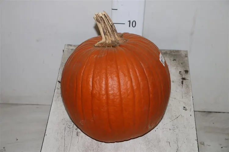 Okrasná tekvica Maxima Halloween 28 cm