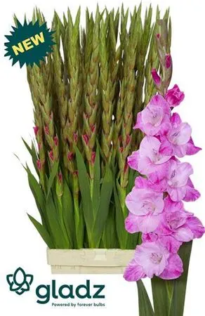 Glad Rosette 120 cm