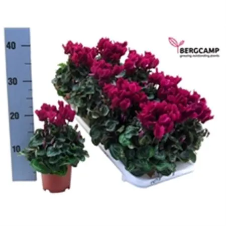 Cyclamen Kl Purple črepník 10 cm