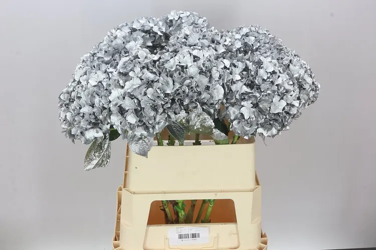 Hydr Painted Silver 80 cm