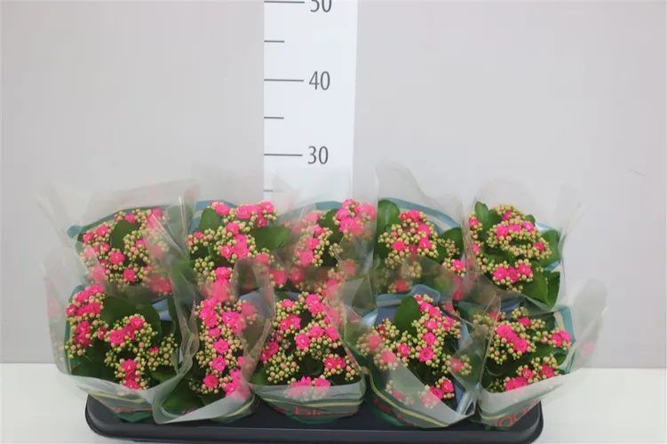 Kalanchoe Rosalina Roze črepník 10,5 cm