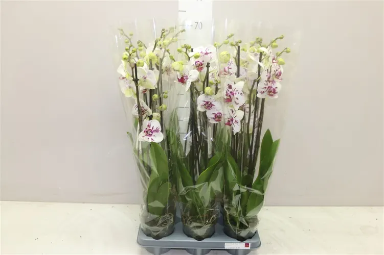 Phal San Sebastiaan 4 Tak črepník 12 cm