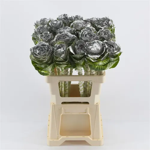 Brassica Painted Silver Glitter 60 cm