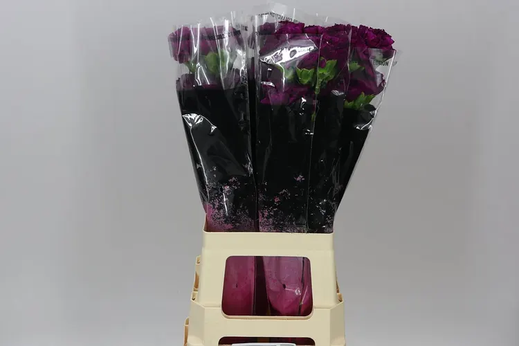 Karafiát Purple 70 cm
