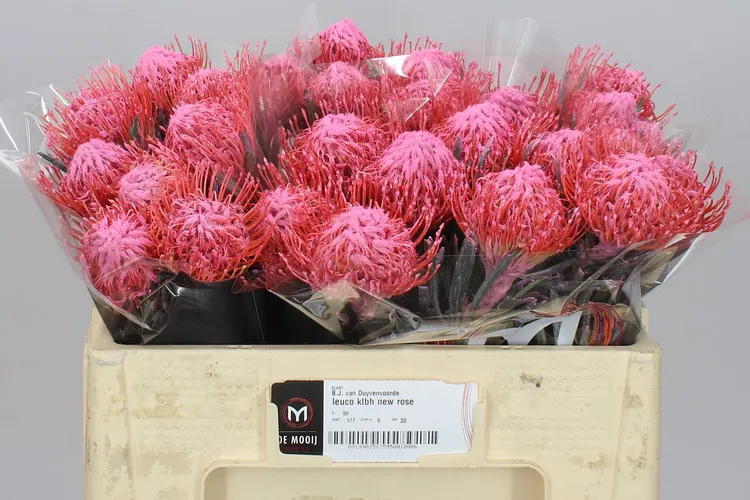 Leucospermum farbené New Pink 50 cm