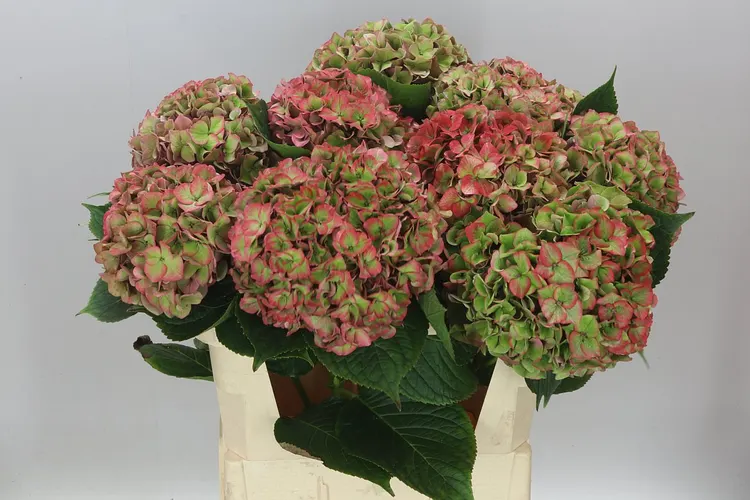 Hortenzia Rodeo Classic 80 cm