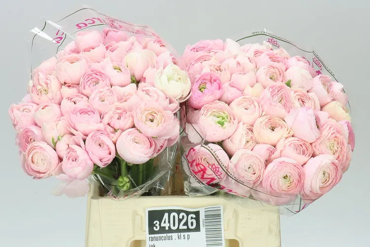 Iskerník . Kl S Pink 40 cm