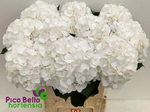 Hydr M Ch Whi Verena 80 cm