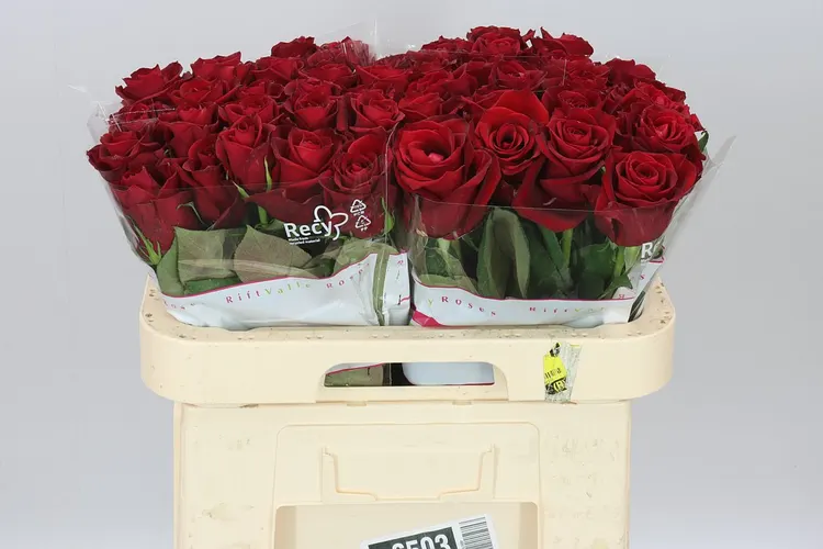 Rosa Gr Ever Red 60 cm