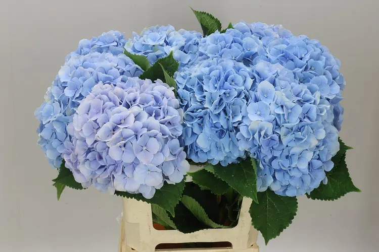 Hyd Verena Blue Pale 65 cm