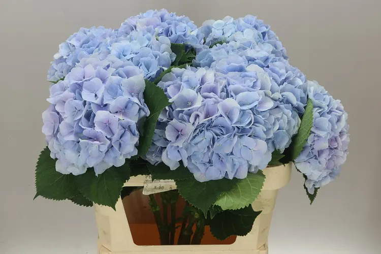 Hyd Verena Blue Pale 80 cm