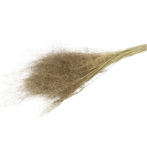 Sušený kvet Lupidium mini hnedá 90 cm