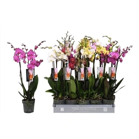 Orchidea Phalaenopsis mix, 4 výhony črepník 12 cm