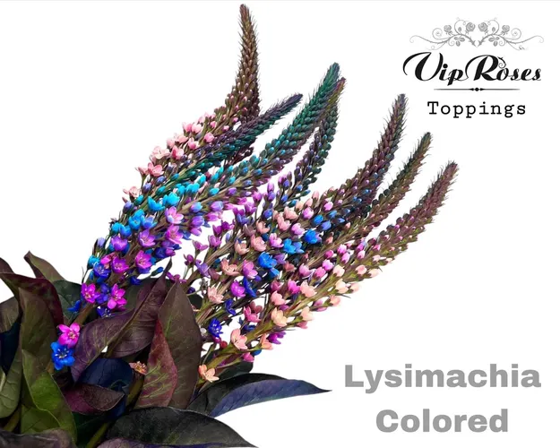 Lysimachia Colored 70 cm