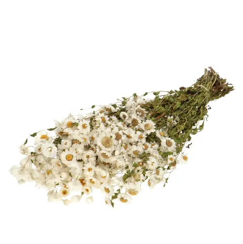 Sušený kvet Rhodante biela 50 cm