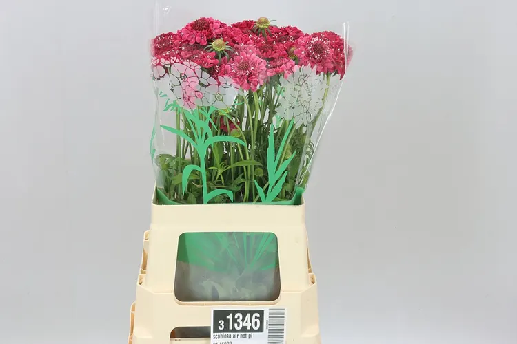 Scabiosa Atr Hot Pink Scoop 65 cm