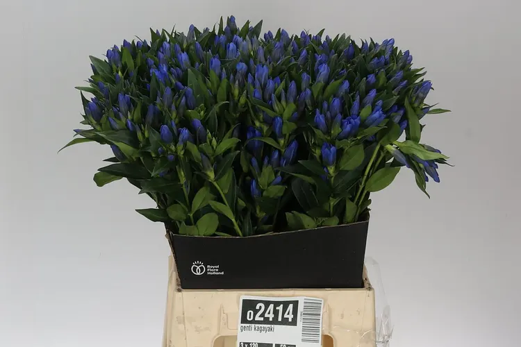 Gentiana Blue 60 cm