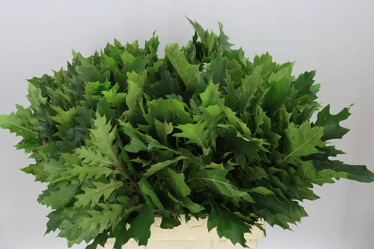 Quercus Rubra 65 cm