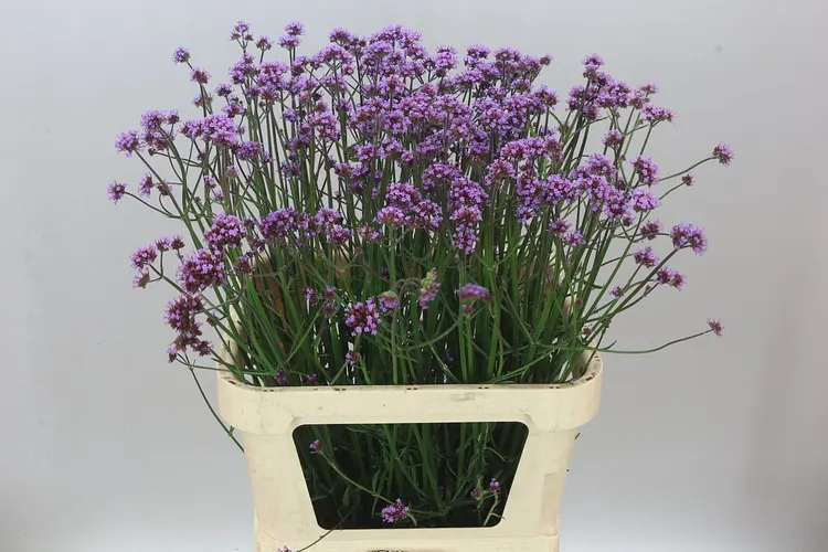 Verbena Has Pink Spires 85 cm
