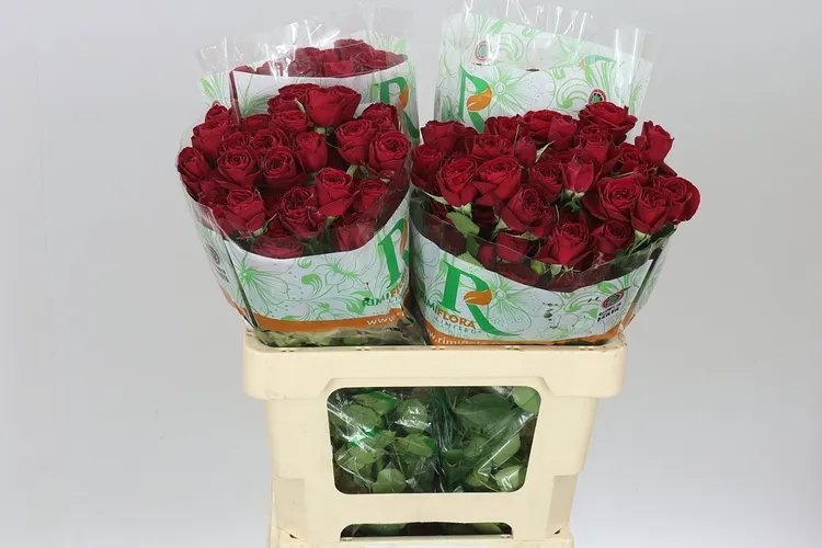 Rosa Tr Red Trendsetter 60 cm