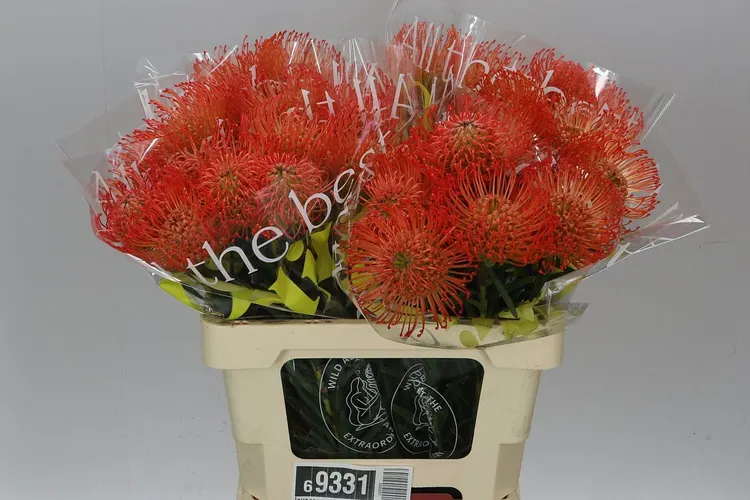 Leucospermum Succession 60 cm