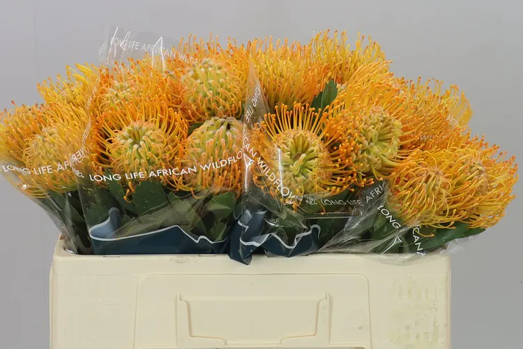 Leucospermum Soleil 50 cm