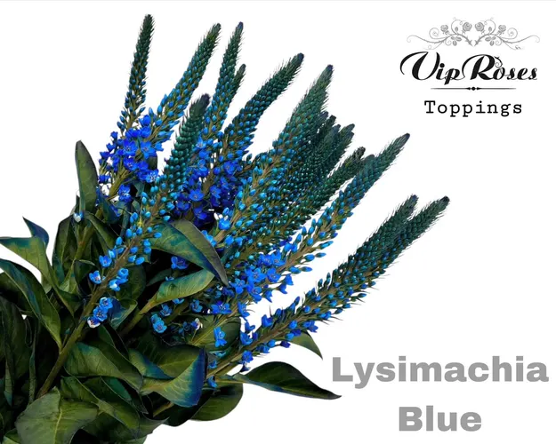 Lysimachia Blue 70 cm