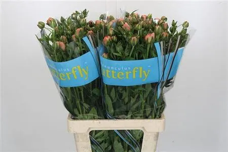 Ranuncul Butterfly Eris 70 cm