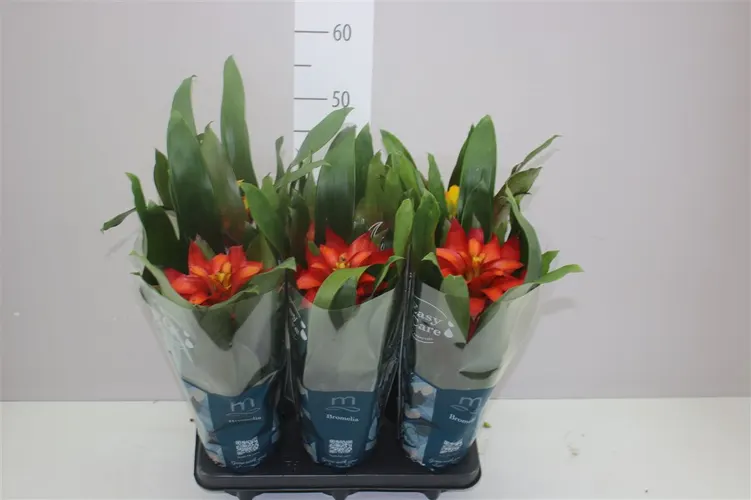 Guzmania Squarrosa Gemengd črepník 12 cm