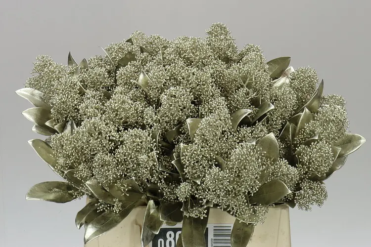 Skimmia farbená Platina 45 cm