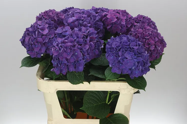 Hortenzia Rodeo Purple 80 cm