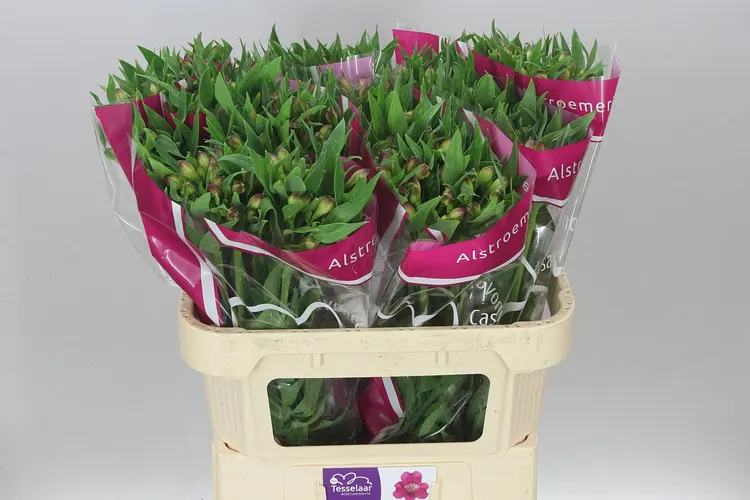 Alstro Casanova 75 cm