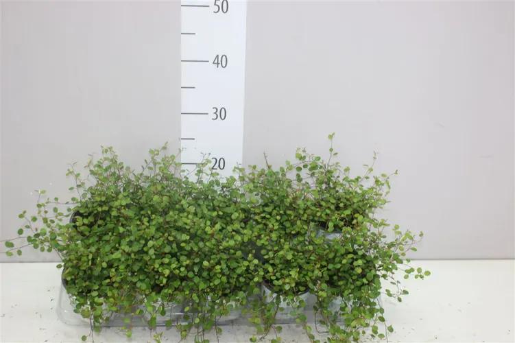 Muehlenbeckia Maori črepník 11 cm