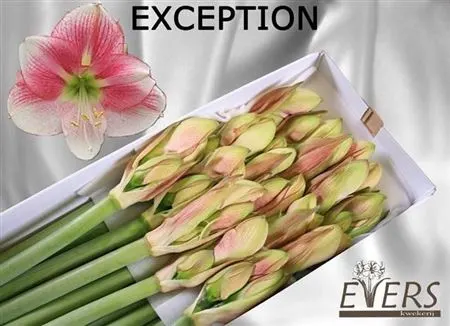 Amarylis Exception 80 cm
