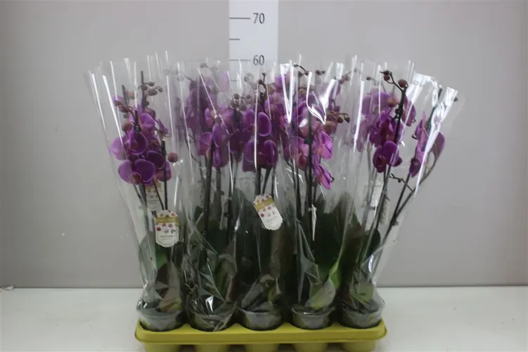 Orchidea Phalaenopsis Durban, 2 výhony črepník 12 cm
