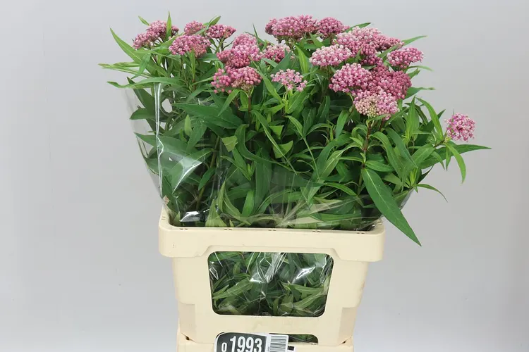 Asclepias In Soulmate 65 cm